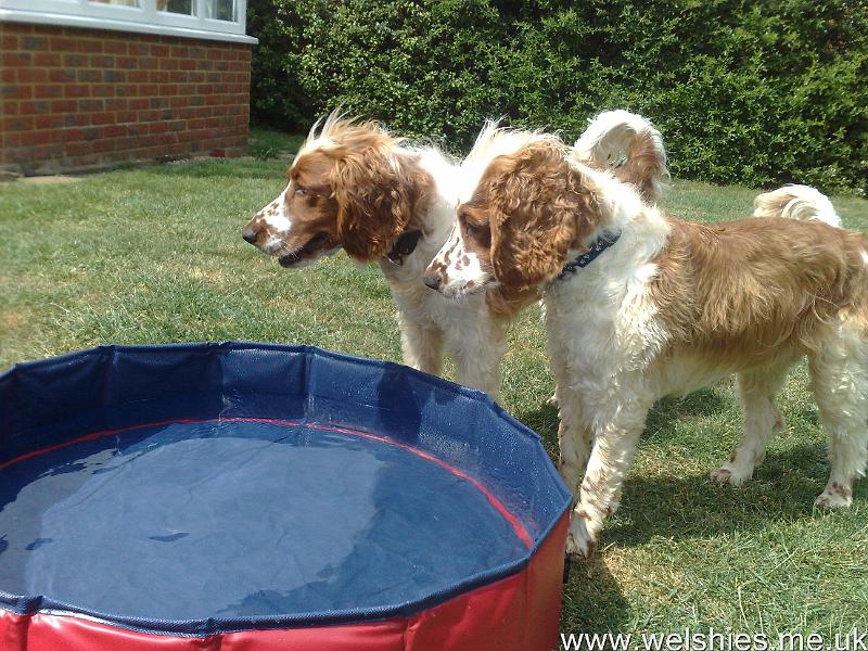 2011-06-04 11.jpg - Synchronised Welshies!